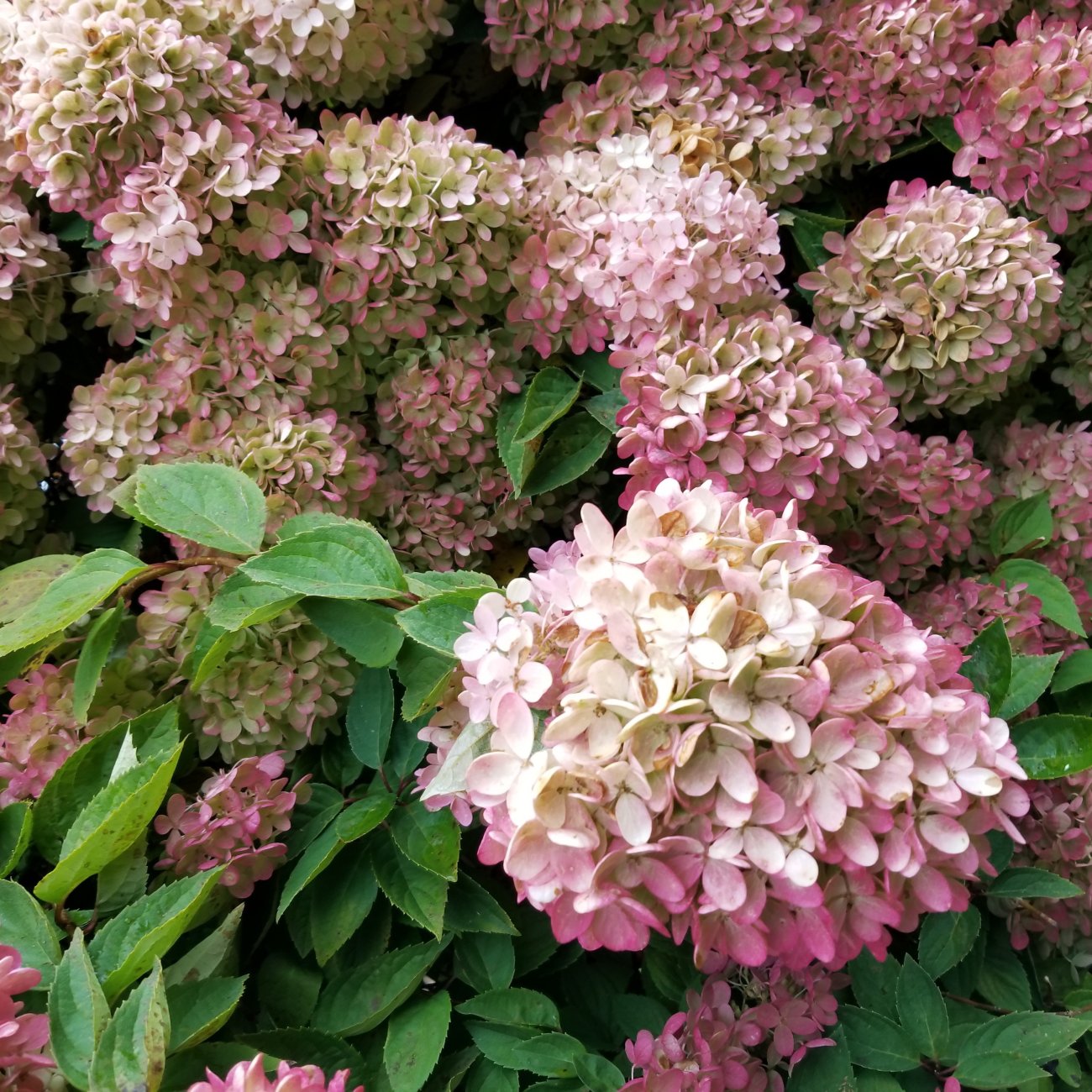 Obrázok Hortenzia metlinatá (Hydrangea paniculata) ‘PETITE STAR’® - výška 30-40 cm, kont. C2L